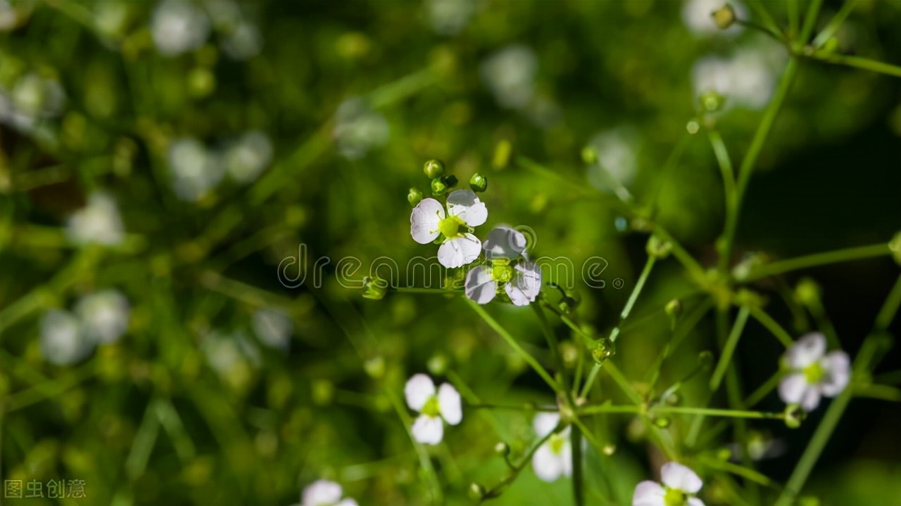 68种可食用的药用植物,开的花好看,能吃,还养生(二)