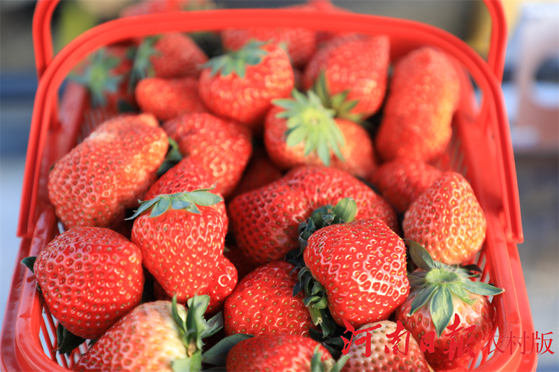 信阳市平桥区：“85后”小伙逐梦田园过上了向往的“莓”好生活