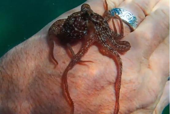 这个男人太大胆，因为夫妻不和谐，转身就爱上了一条章鱼！纪录片