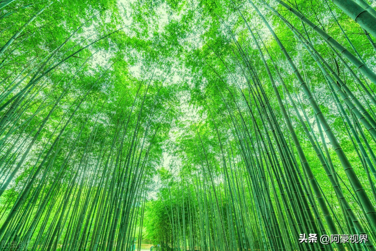 坟前长竹须迁坟,坟前长竹寓意步步高升竹报平安