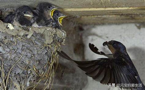 鸟窝下雨不会淋雨吗,鸟窝不能遮风挡雨为啥鸟还要搭