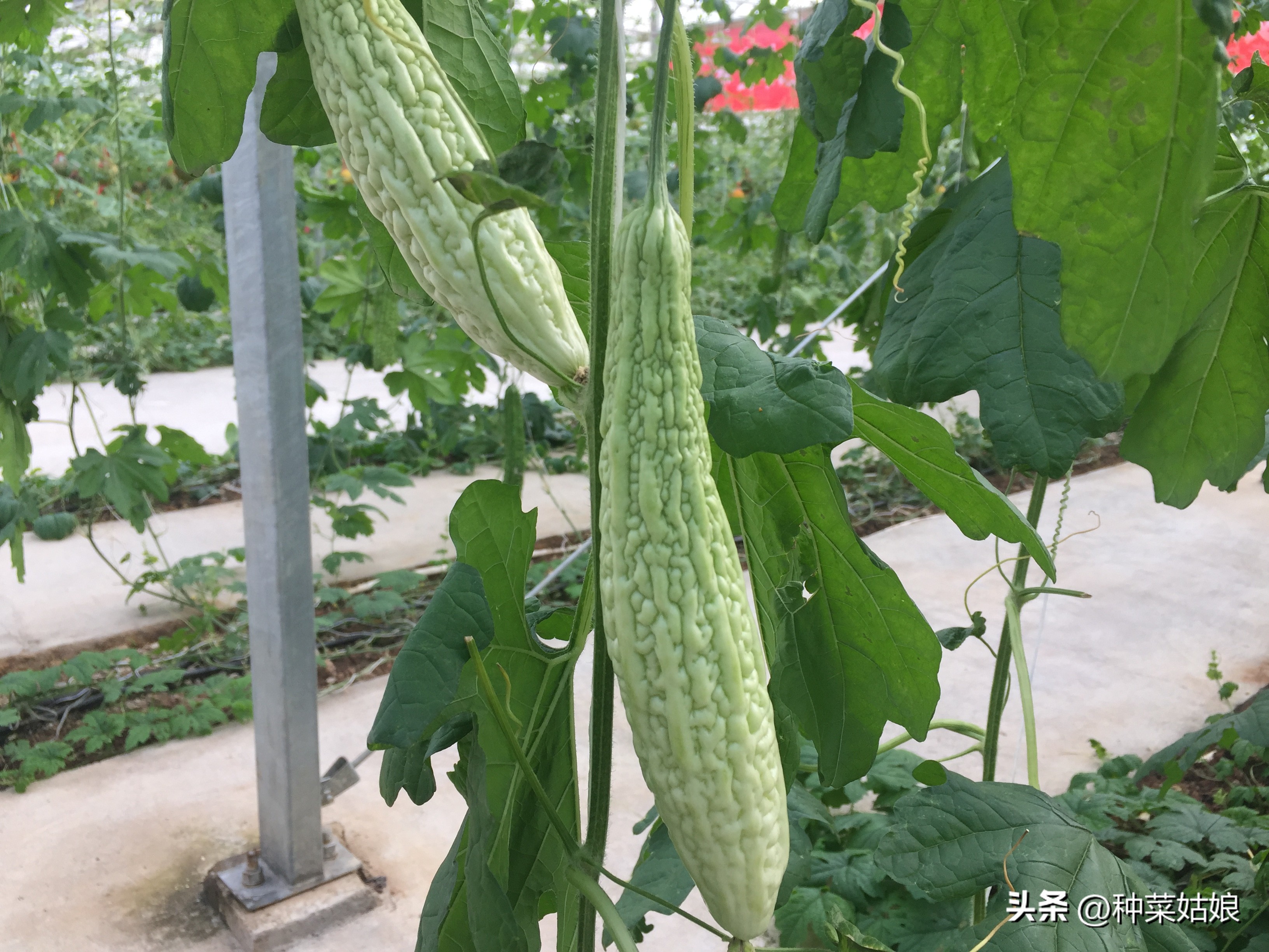 苦瓜苗需要天天浇水吗视频讲解,种苦瓜辣椒丝瓜茄子可以多浇水不