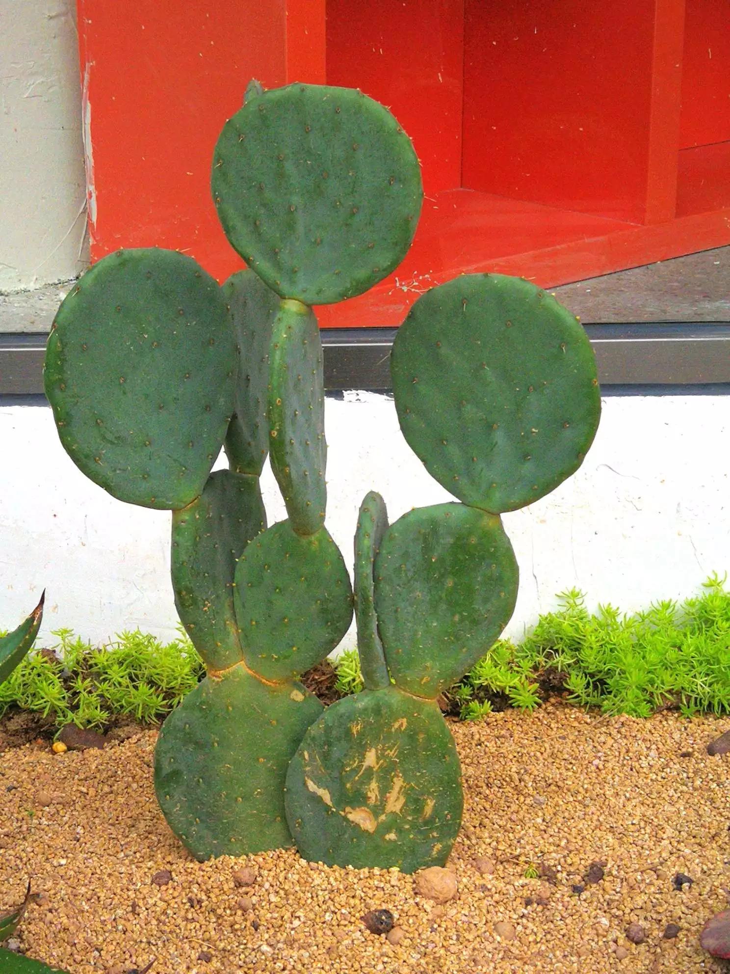 认识各种花的寓意,认识各种花的名称