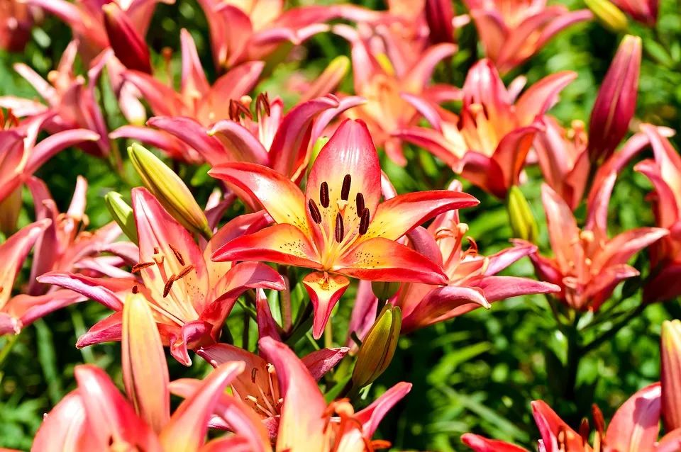 可以入药的百合品种,百合种类名称及图片及花语