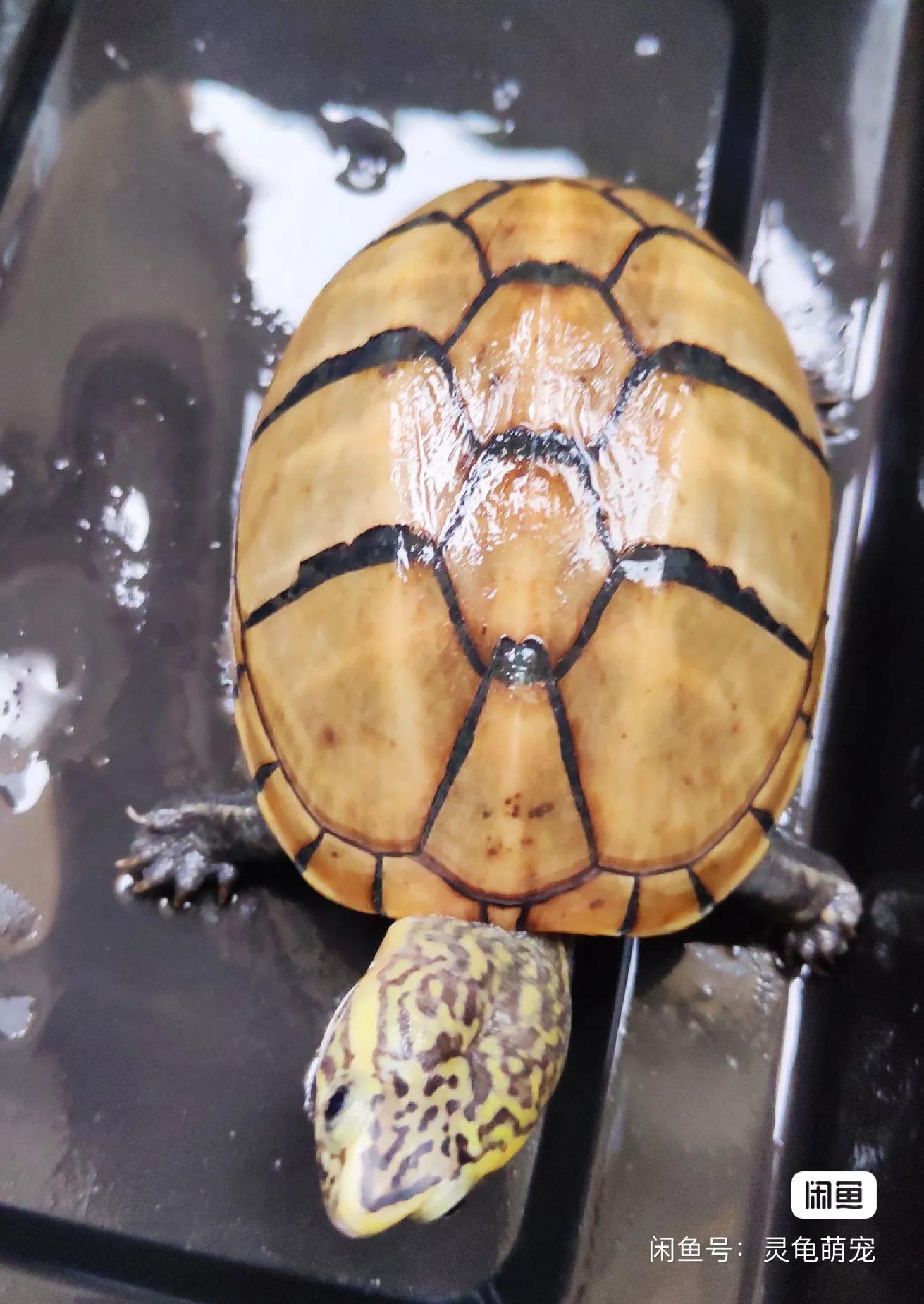 好养的蛋龟推荐,好养又好看的蛋龟