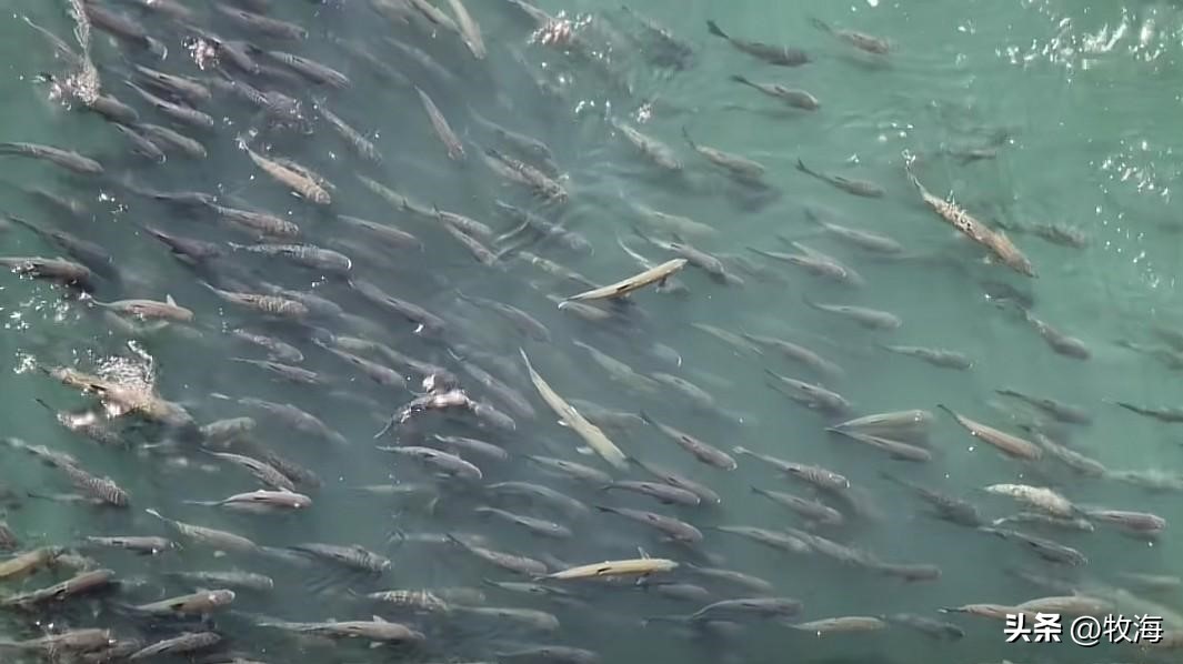 宜昌水位下降，大量刁子鱼搁浅岸边，长江护渔：标志性鱼群出现