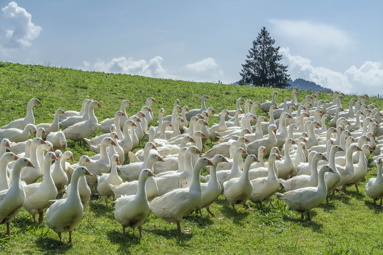 鹅下软蛋为什么,家鹅生软壳蛋的原因
