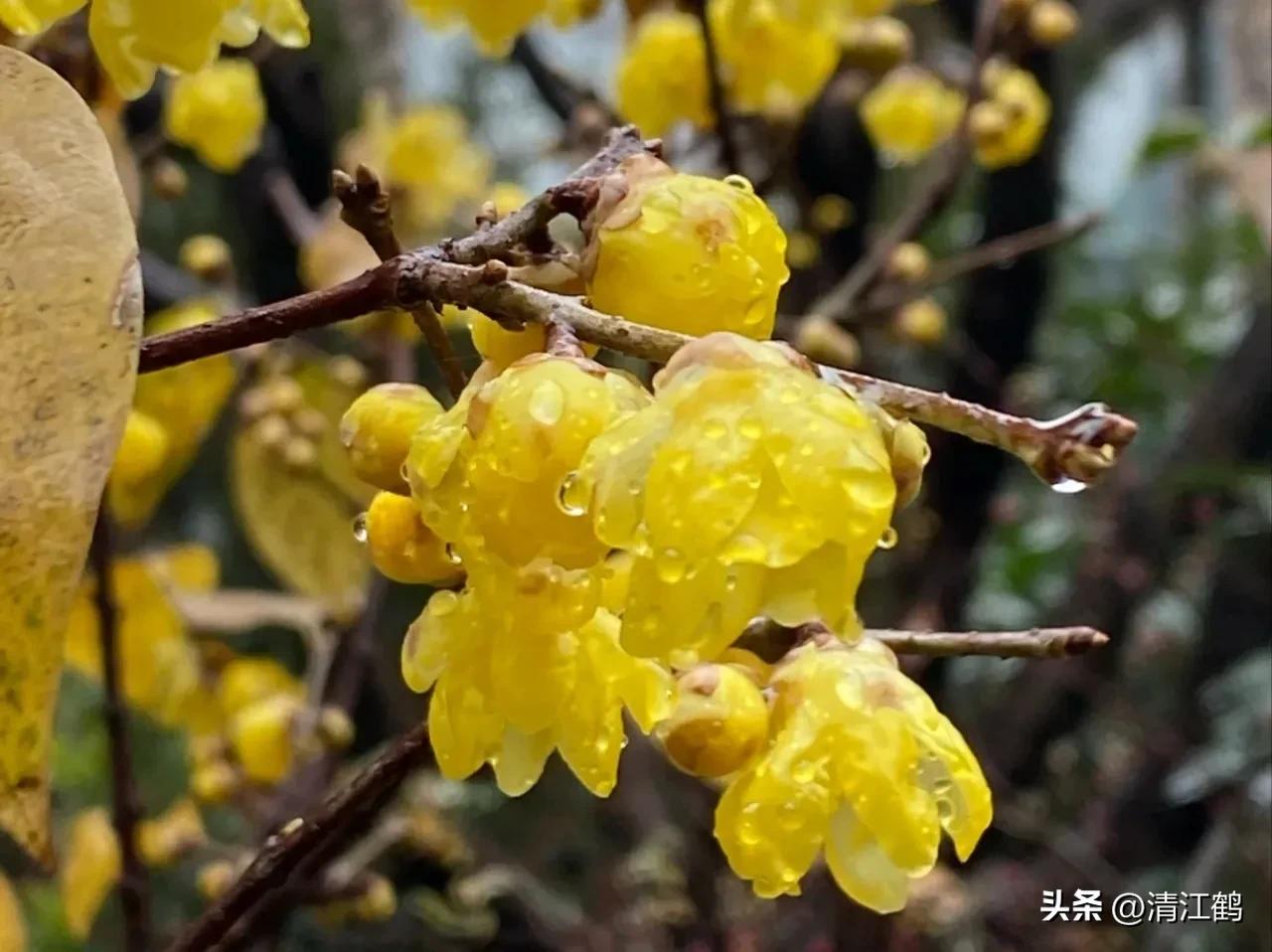 腊梅病虫害图片,腊梅病害