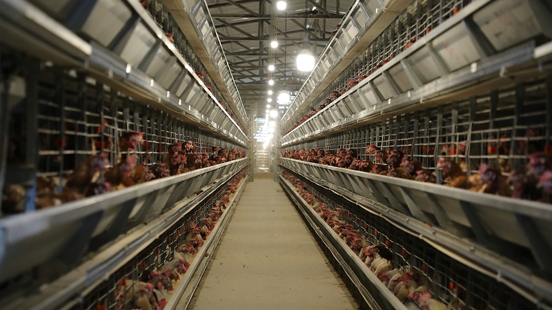 蛋鸡如何防止气管炎,散养蛋鸡药物预防程序