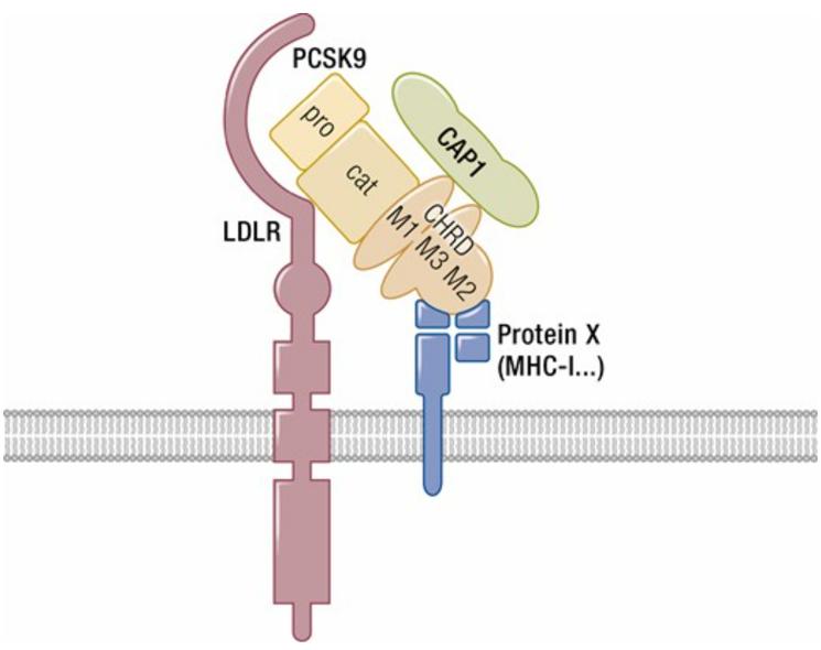 “后他汀时代”开拓者——降脂新星PCSK9*制剂抑**