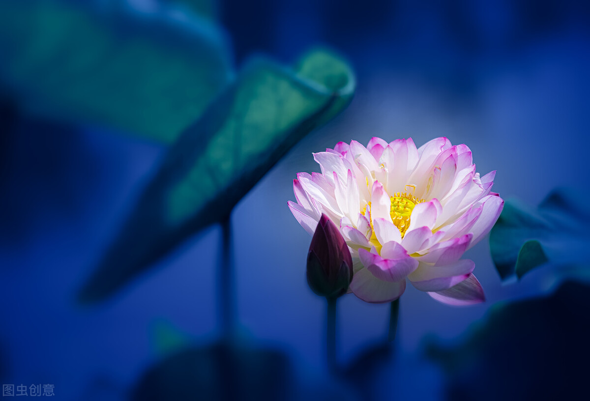 荷花图片禅意荷花,清新唯美的荷花图片
