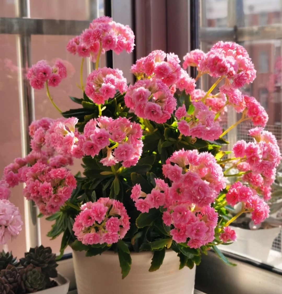 家庭客厅养什么花好看又旺财,客厅最吉祥的三种花