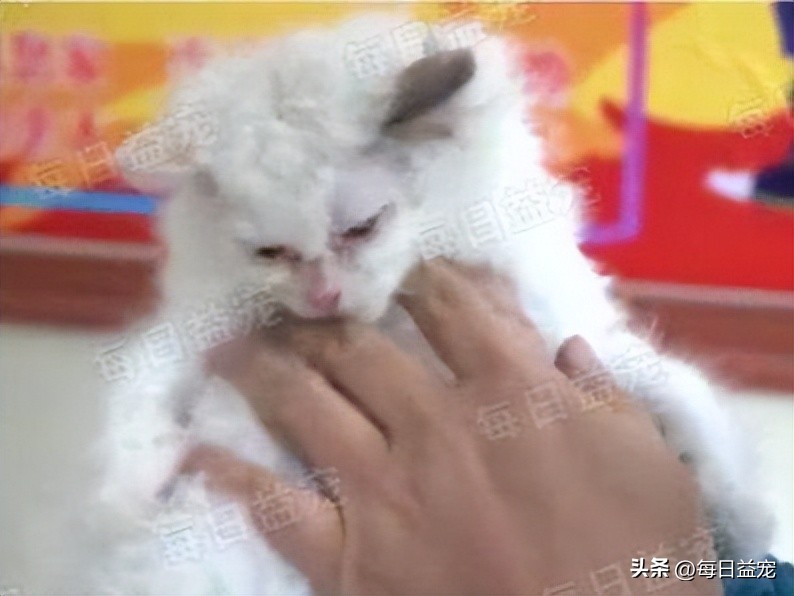 花1000元买的布偶猫,花了8000买猫