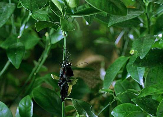 瘴气为什么有毒,瘴气的特征
