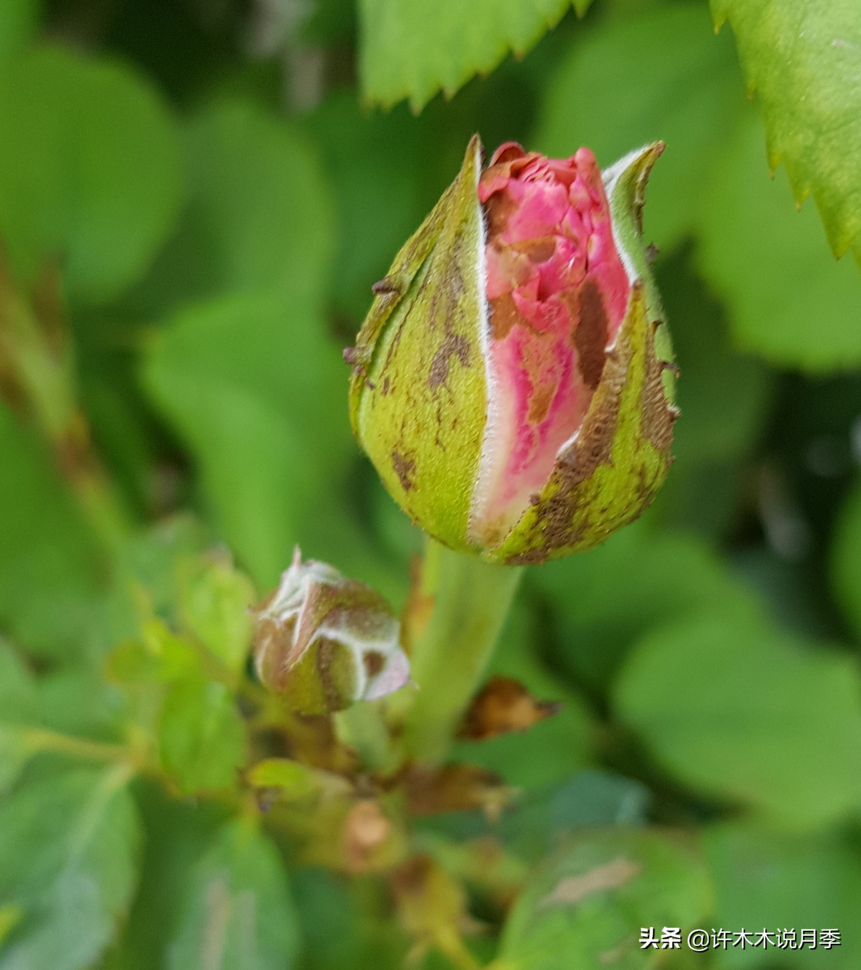 月季常见的毛病有哪些图片,月季黑心怎么回事