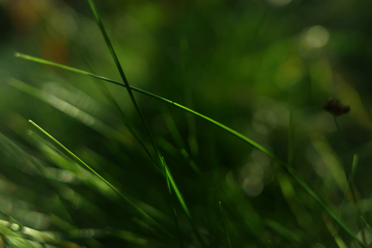 理光gr3微距放大倍率,理光gr3微距为什么是模糊的