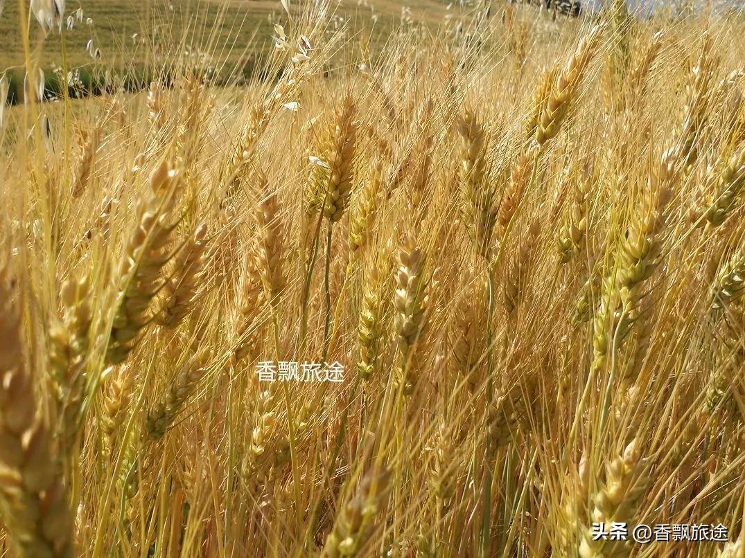 新疆伊犁州江布拉克,新疆奇台江布拉克