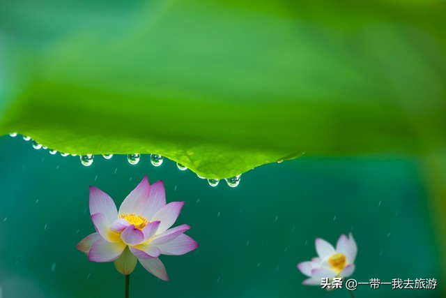 你刚好盛开我正好路过音乐,你刚好盛开我正好路过的配音