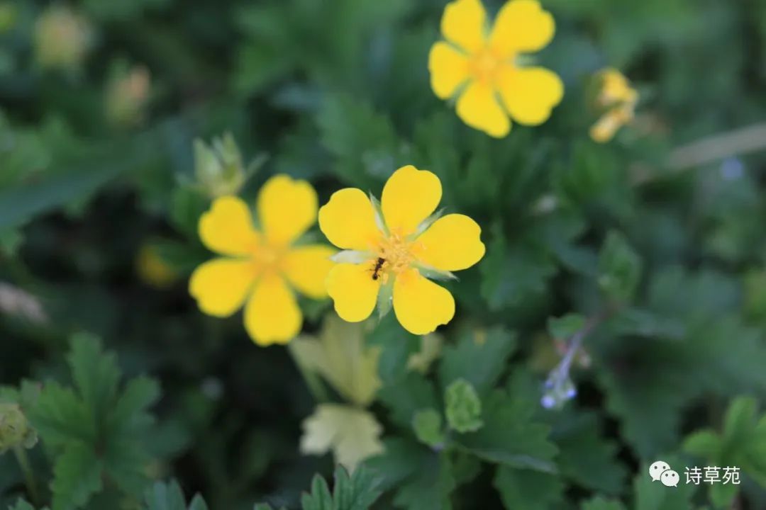 蚂蚁为什么晴天采蜜,蚂蚁在采蜜