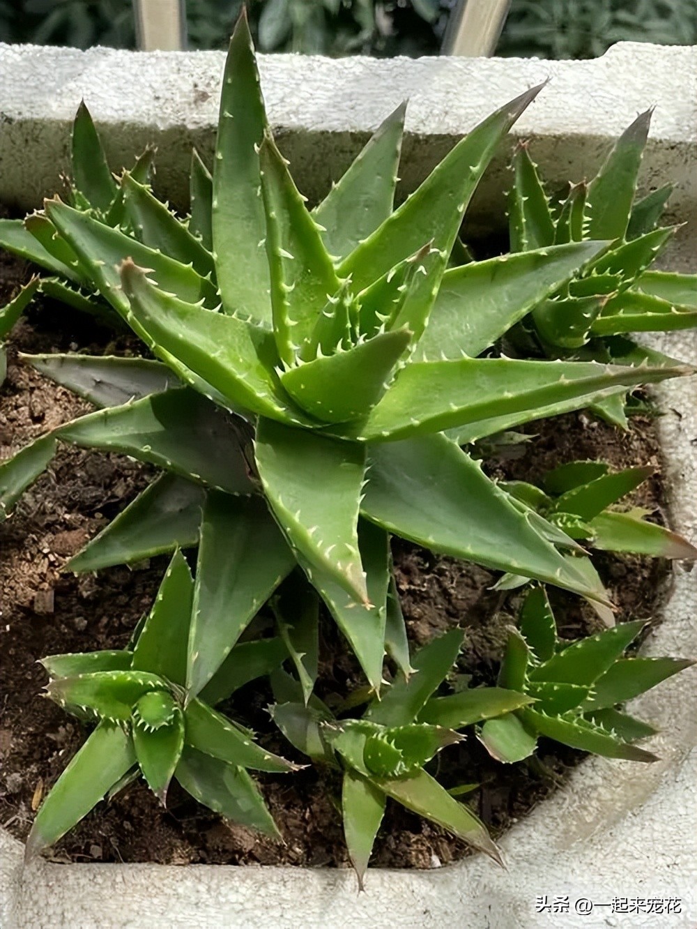 适合放卧室里的芦荟植物,芦荟植物盆栽有啥好处