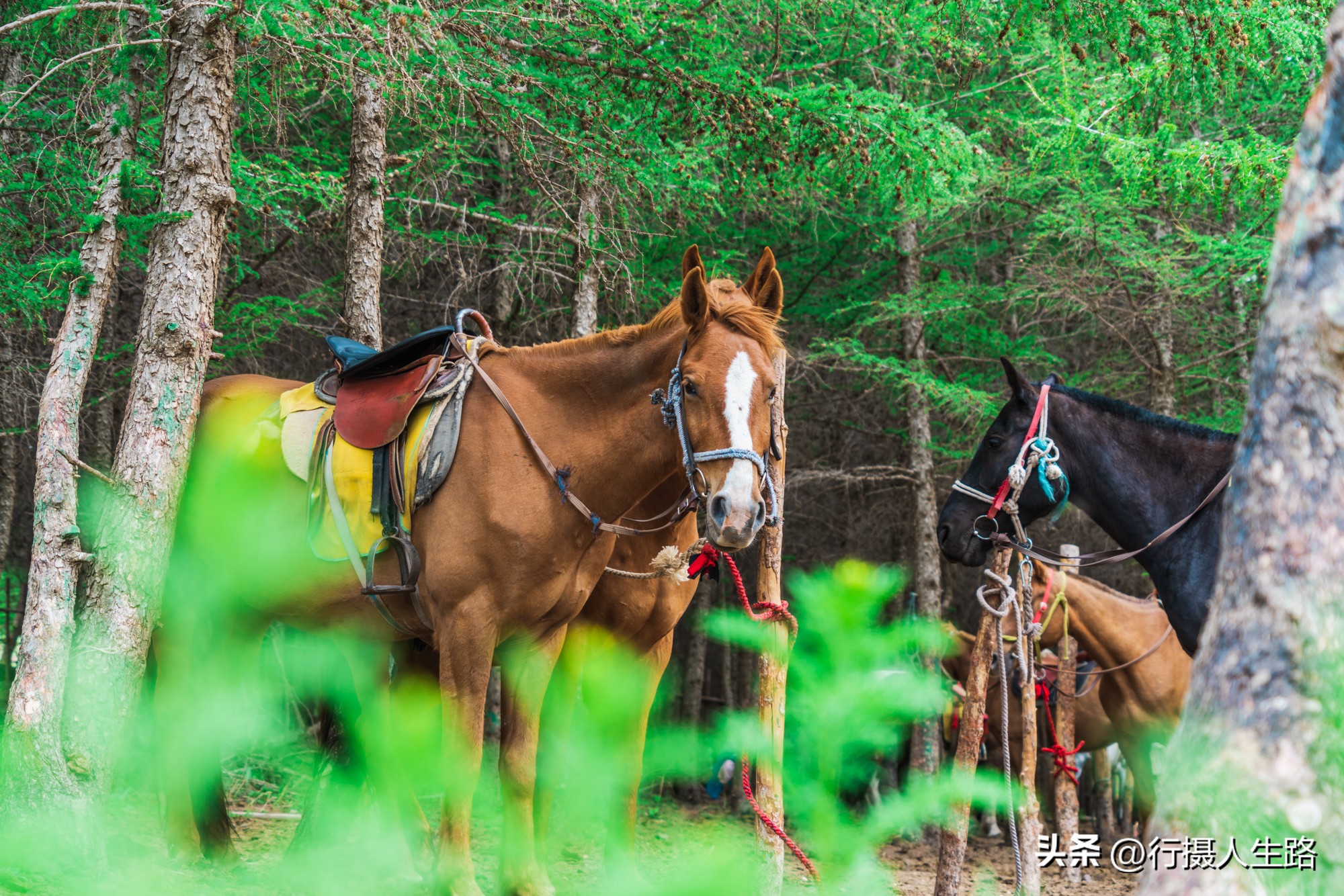 一路向北去追寻夏日美景,一路向北去呼伦贝尔大草原