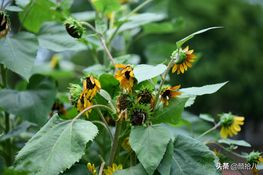 看到你的花园那么惨，我就安心了|园丁