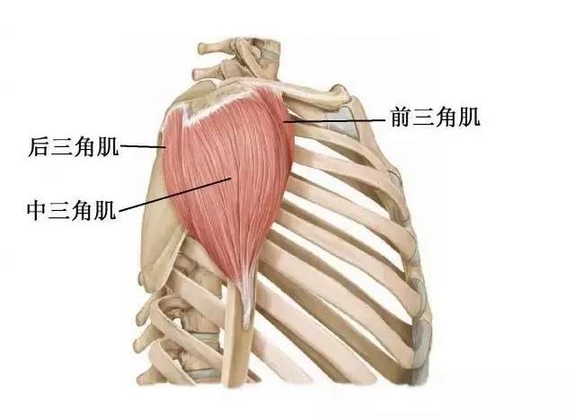 手臂主要经脉功能,如何快速锻炼手臂肌肉