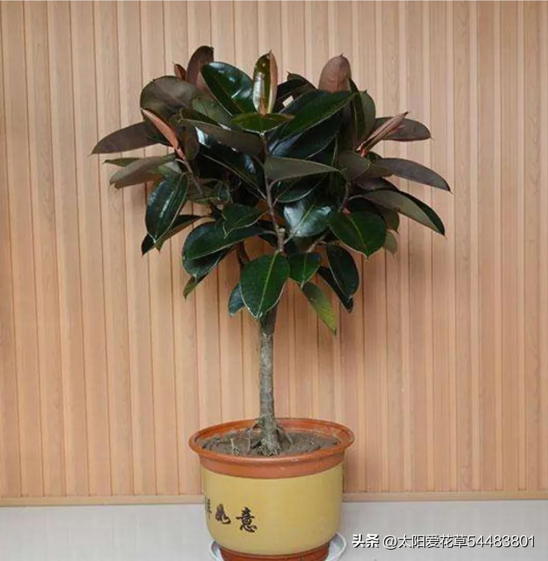 家里种哪四种树旺宅,家里放哪一种树最好养