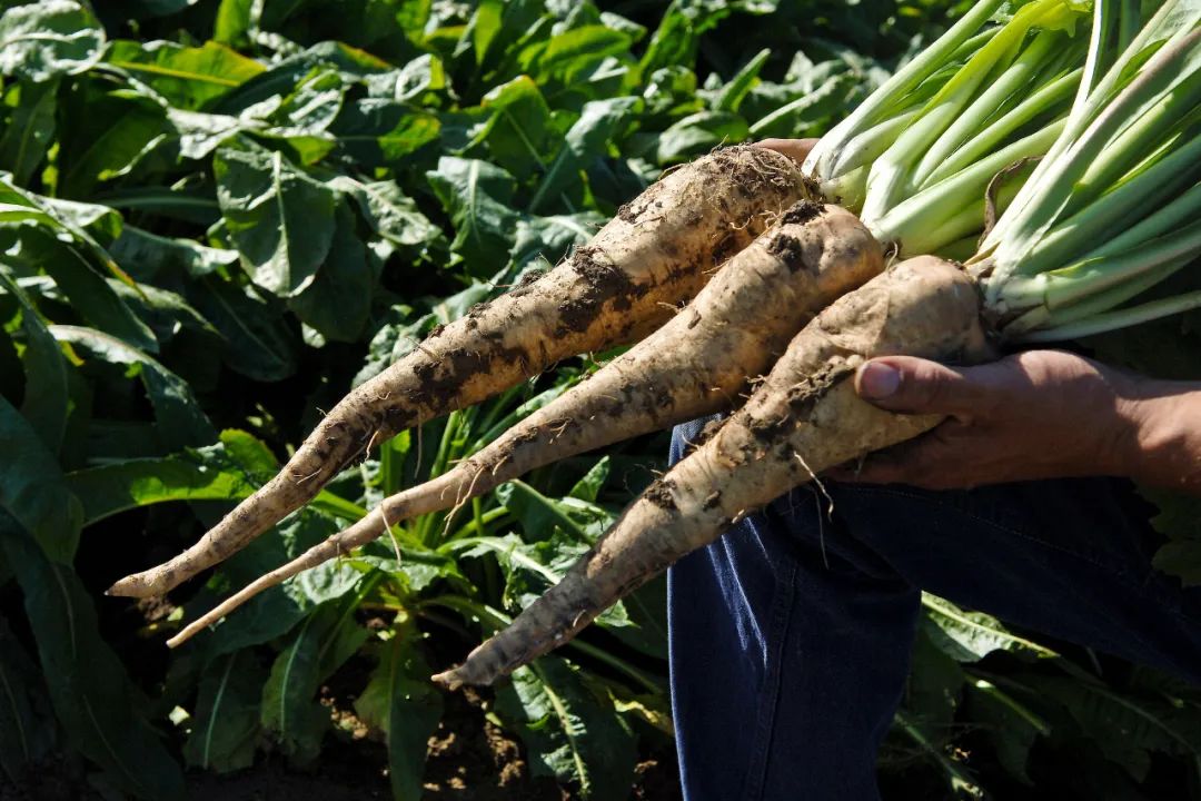 根类食物大全 (5种根菜类的食材)