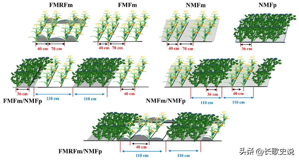 旱作马铃薯栽培技术试验,单垄单行马铃薯高产种植技术