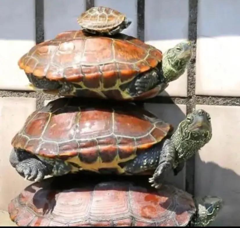 地摊三杰乌龟怎么样,地摊三杰地摊价格