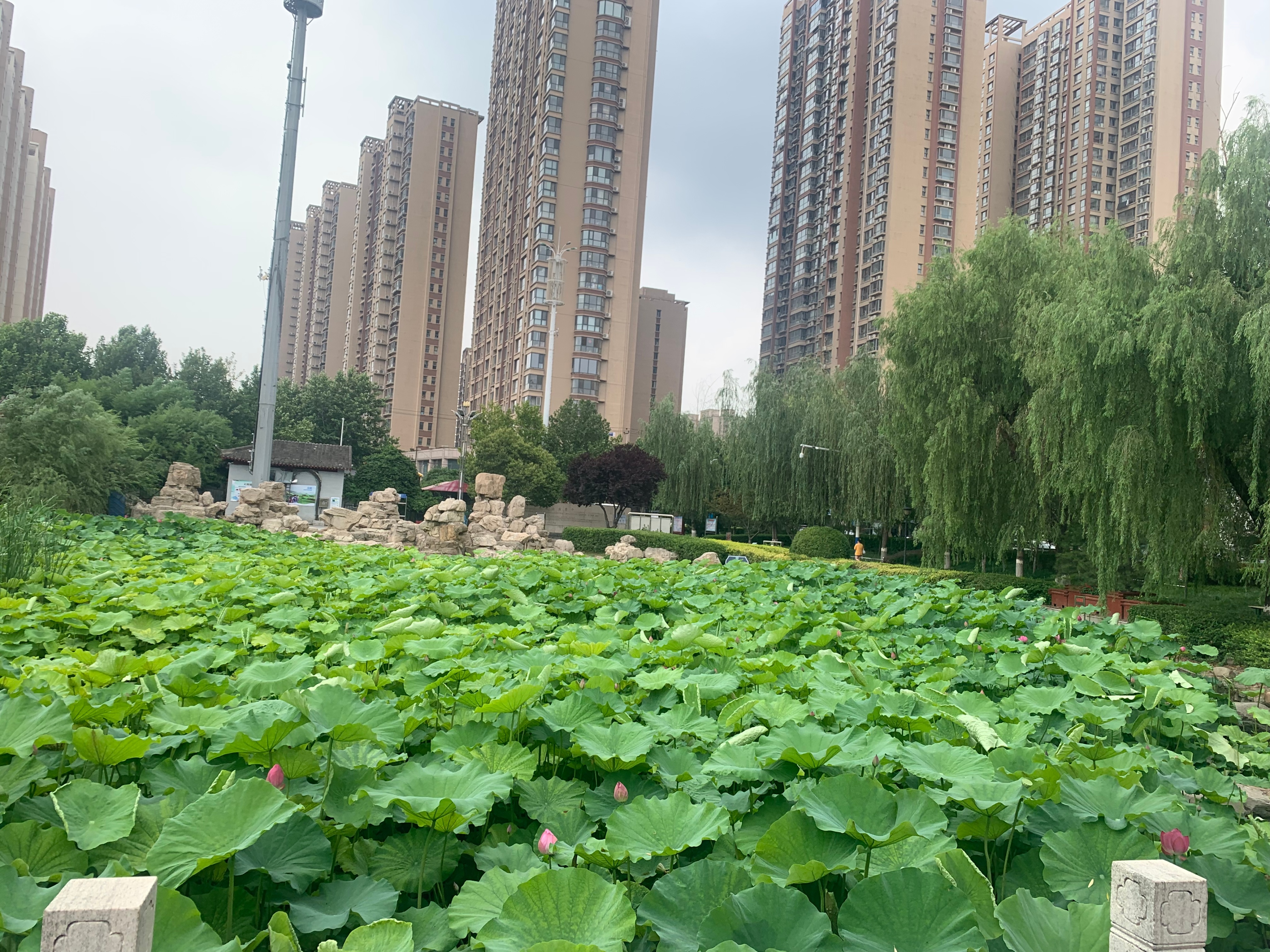 夏日已至赏荷正当时,洛阳赏荷游园