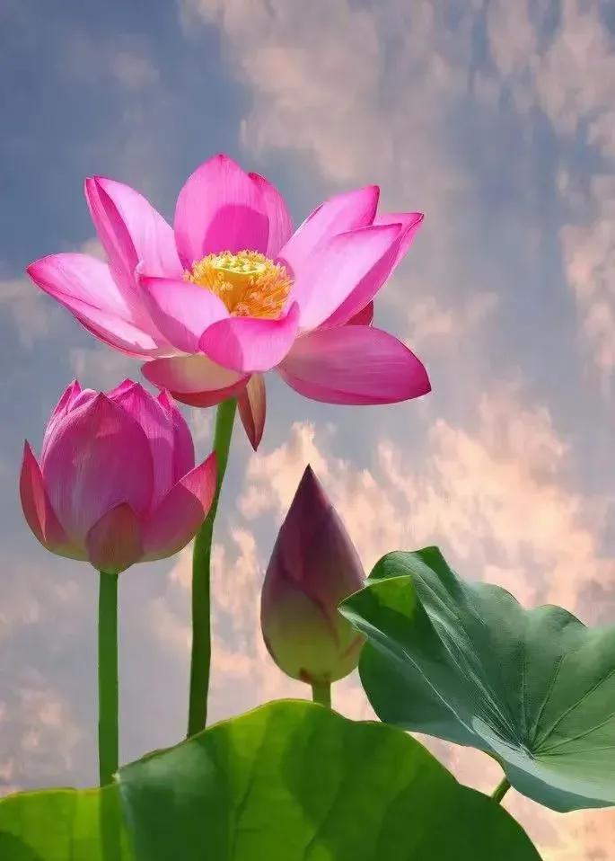 爱莲说朗诵视频,爱莲说是几年级课本里的