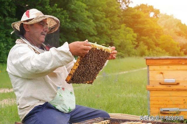 勤劳的蜜蜂写一首现代诗,蜜蜂现代诗自创