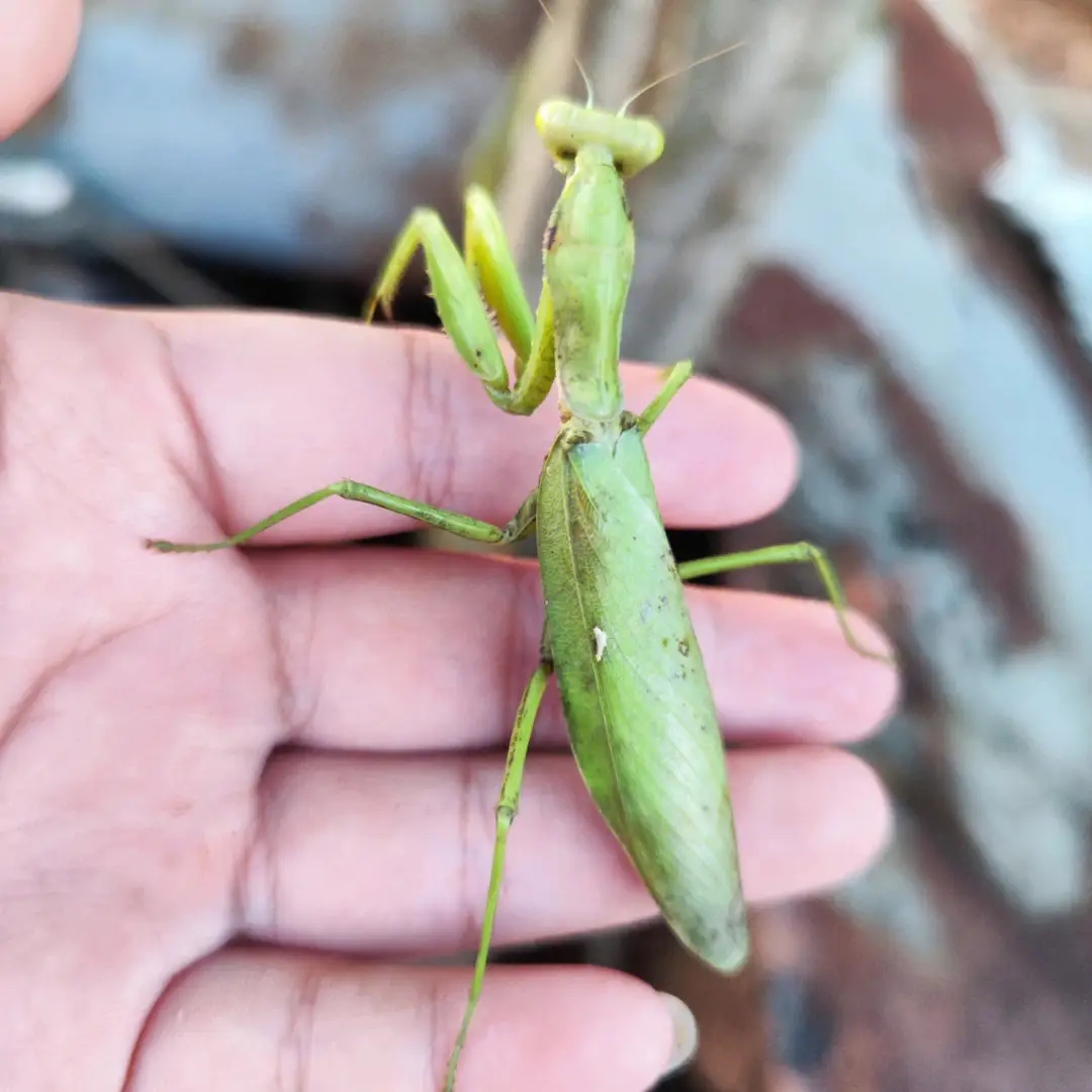 为什么说螳螂是凶残的昆虫呢,螳螂可以杀死比自己大的动物吗