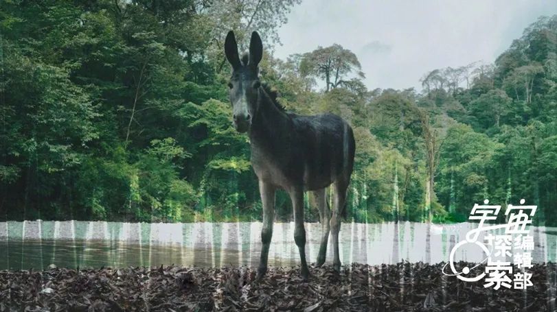 关于驴的电影大全,关于驴的电影解说