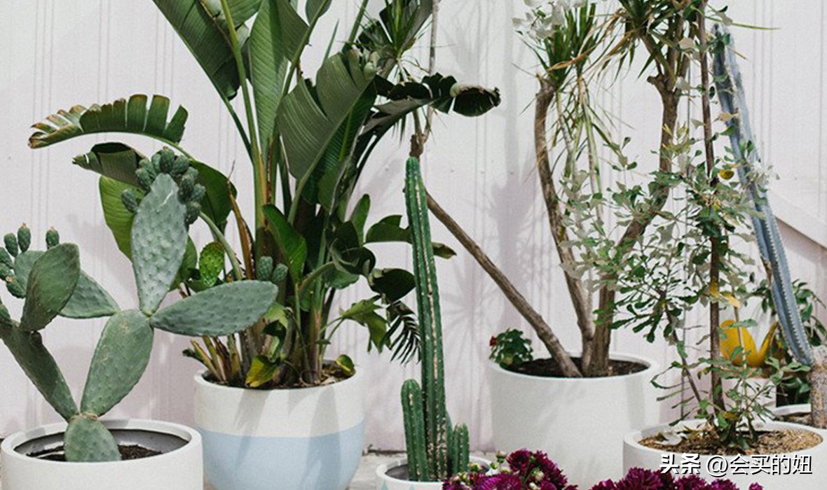 好看又便宜的绿植店铺,什么小绿植好养又适合店铺