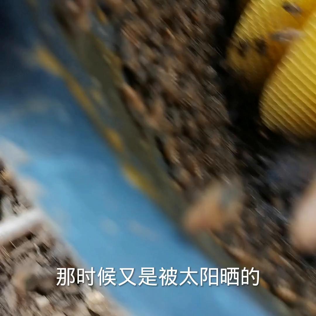 天气干旱蜜蜂怎么不出勤,干旱季节蜜蜂的常见病