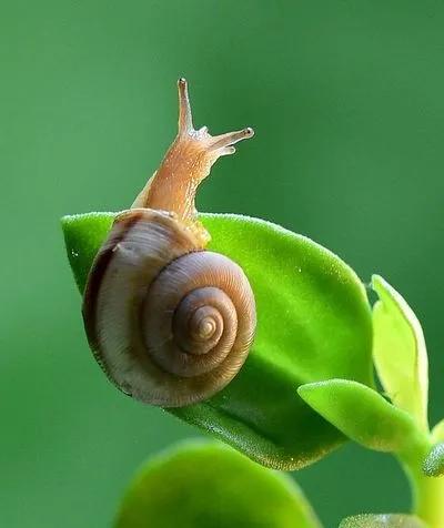 蜗牛高清壁纸4k全屏,蜗牛唯美动画壁纸