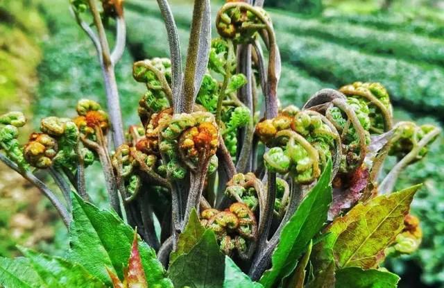 贵州人最爱的野菜你尝过几种,贵州野菜有多好吃