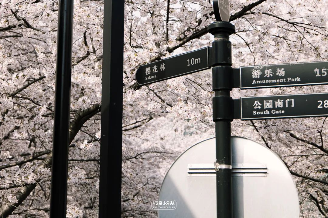 樱花最旺盛的时间,樱花最茂盛的时候是哪个季节