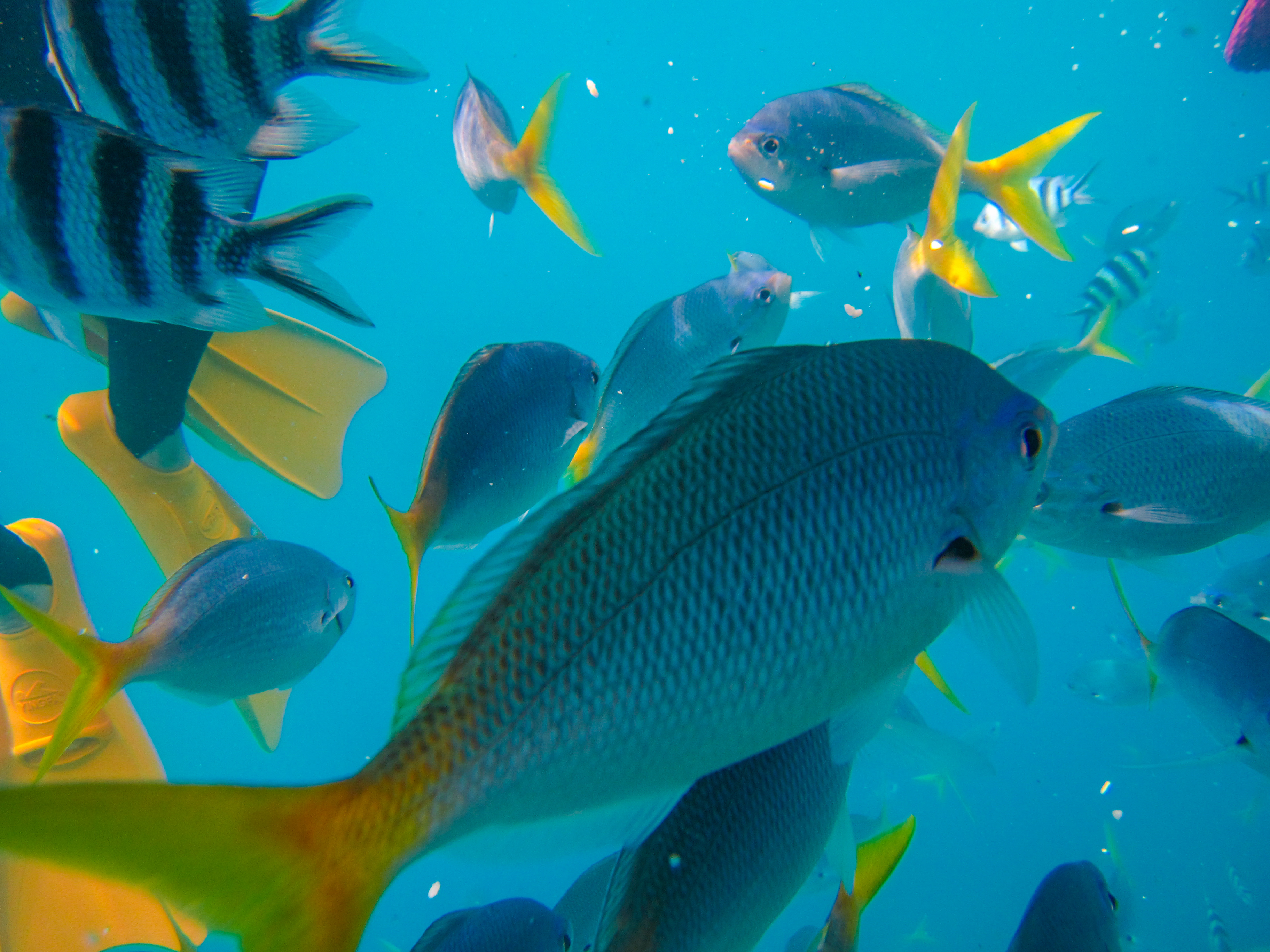 孤悬在太平洋上的岛国,帕劳,人生最值得一去的旅游目的地之一
