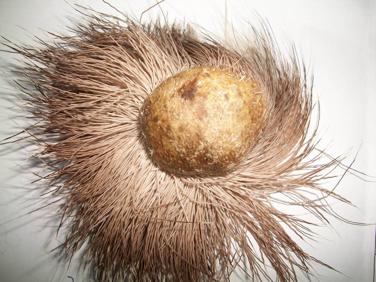 香水的原料也是粪便的原料,动物粪便香水