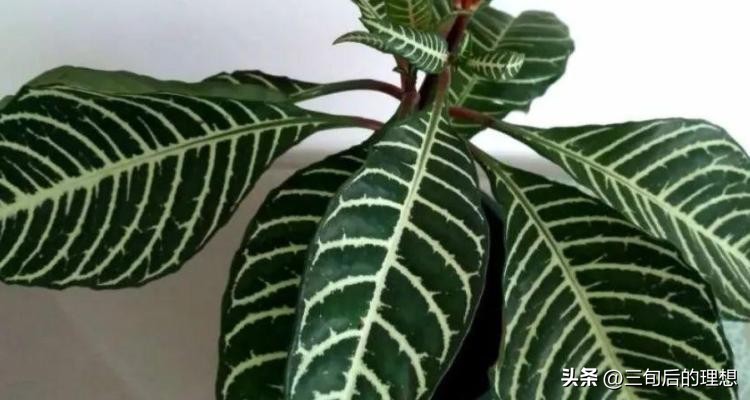 斑马绿植适合客厅的图,斑马花绿植