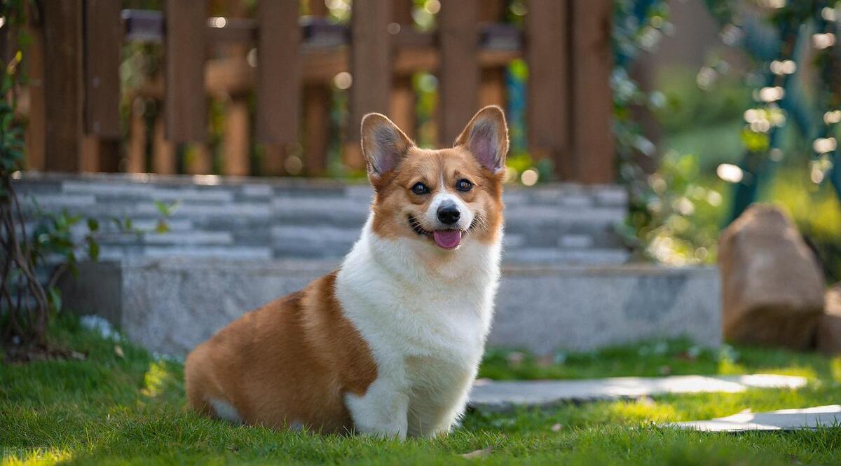 狗脚磨破皮怎么处理,狗子脚皮磨破了多久能好