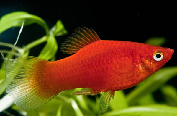 玛丽月光鱼怎么生崽,黑尾月光米奇鱼