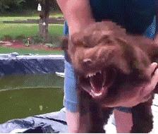 为什么不建议养公的泰迪,公泰迪为什么没有母泰迪听话