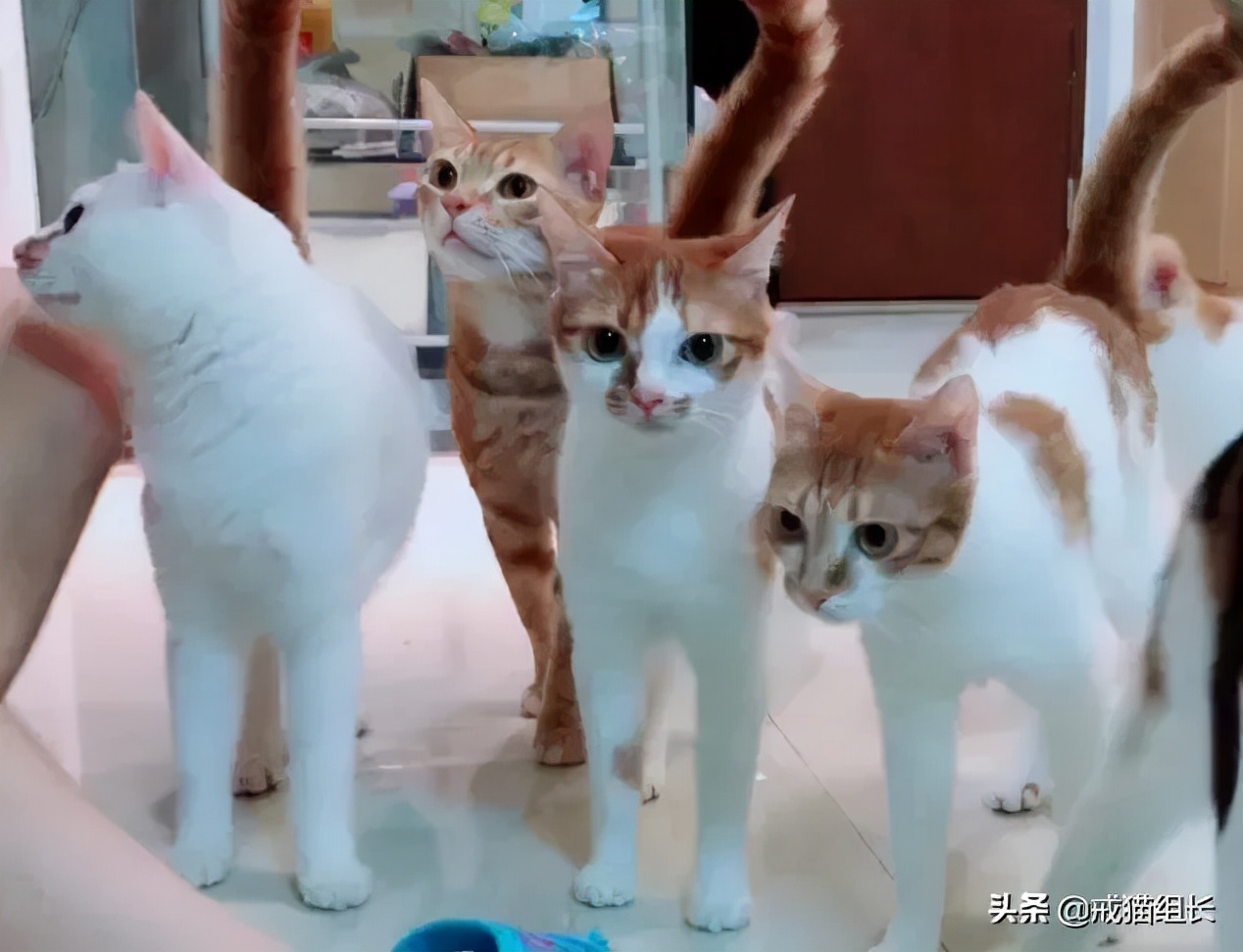 猫咪猫粮诱食剂是什么成分,怎样判断猫粮有没有诱食剂