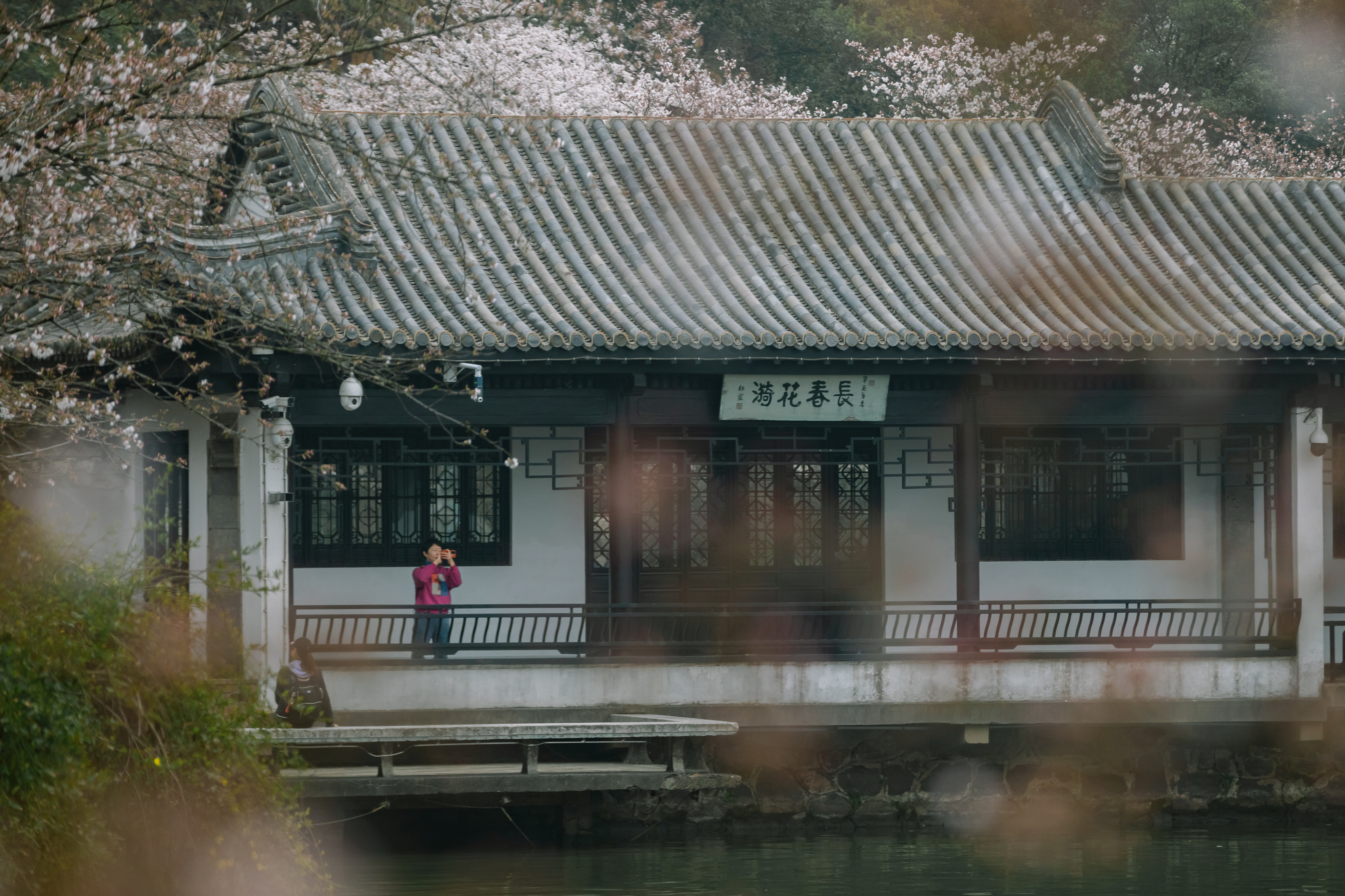 鼋头渚樱花盛宴比日本更令人沉醉,太湖鼋头渚樱花美如画