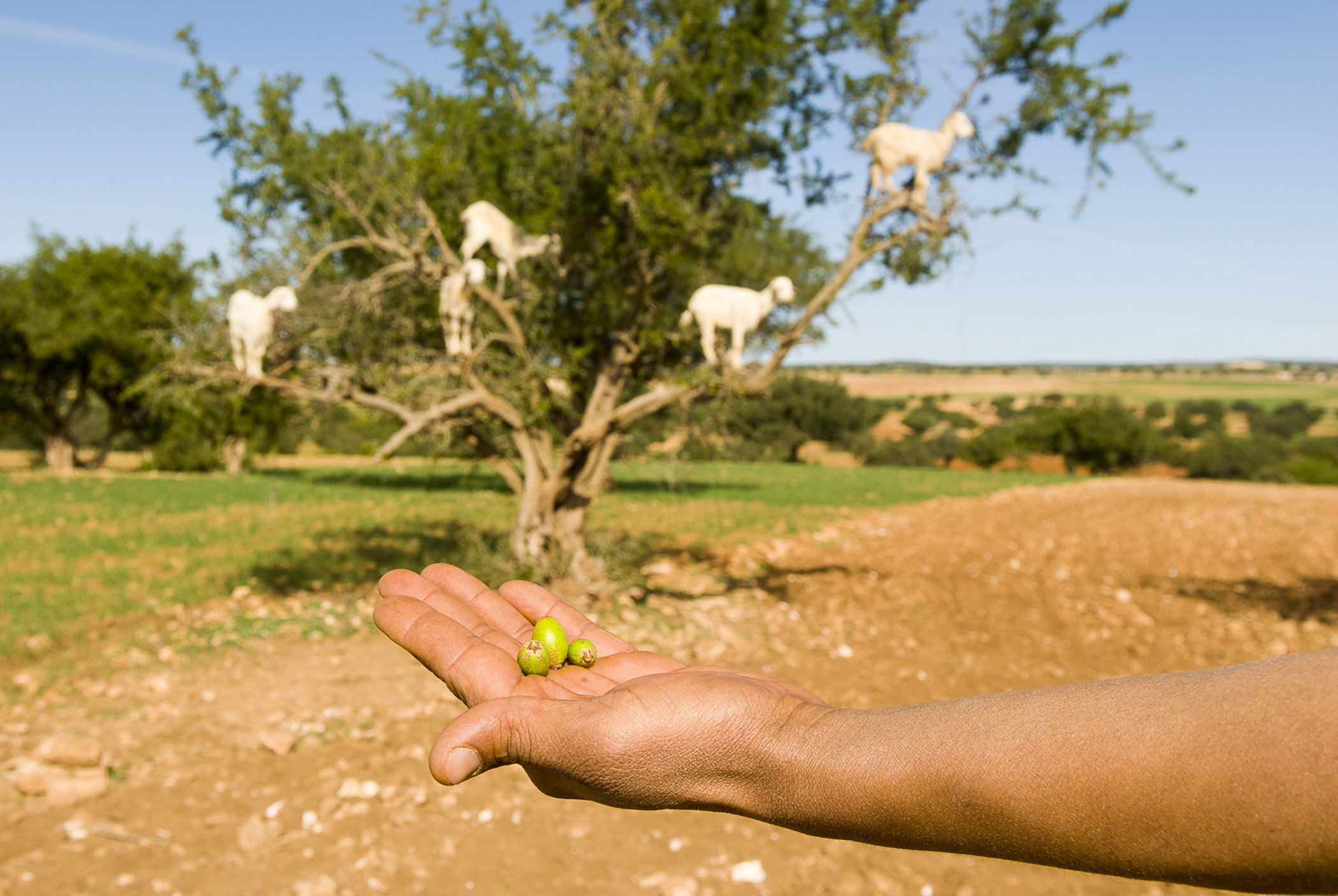 非洲的白人国家，三分钟快速了解世界杯黑马国家——摩洛哥